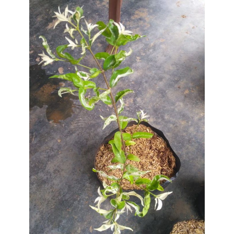 bibit tanaman bonsai anting putri salju