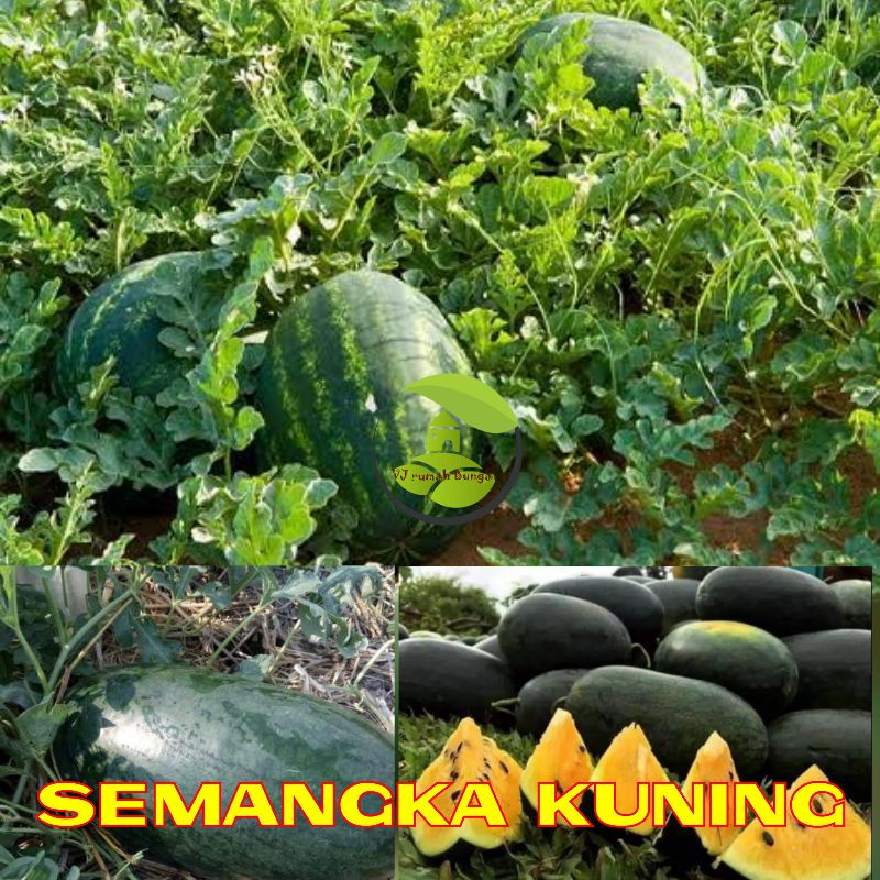 Benih Buah Semangka Kuning Hibrida F1 Unggul Bibit Semangka Kuning