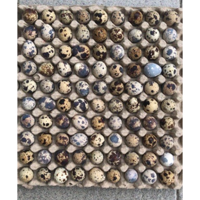 

Telur puyuh segar 90 butir