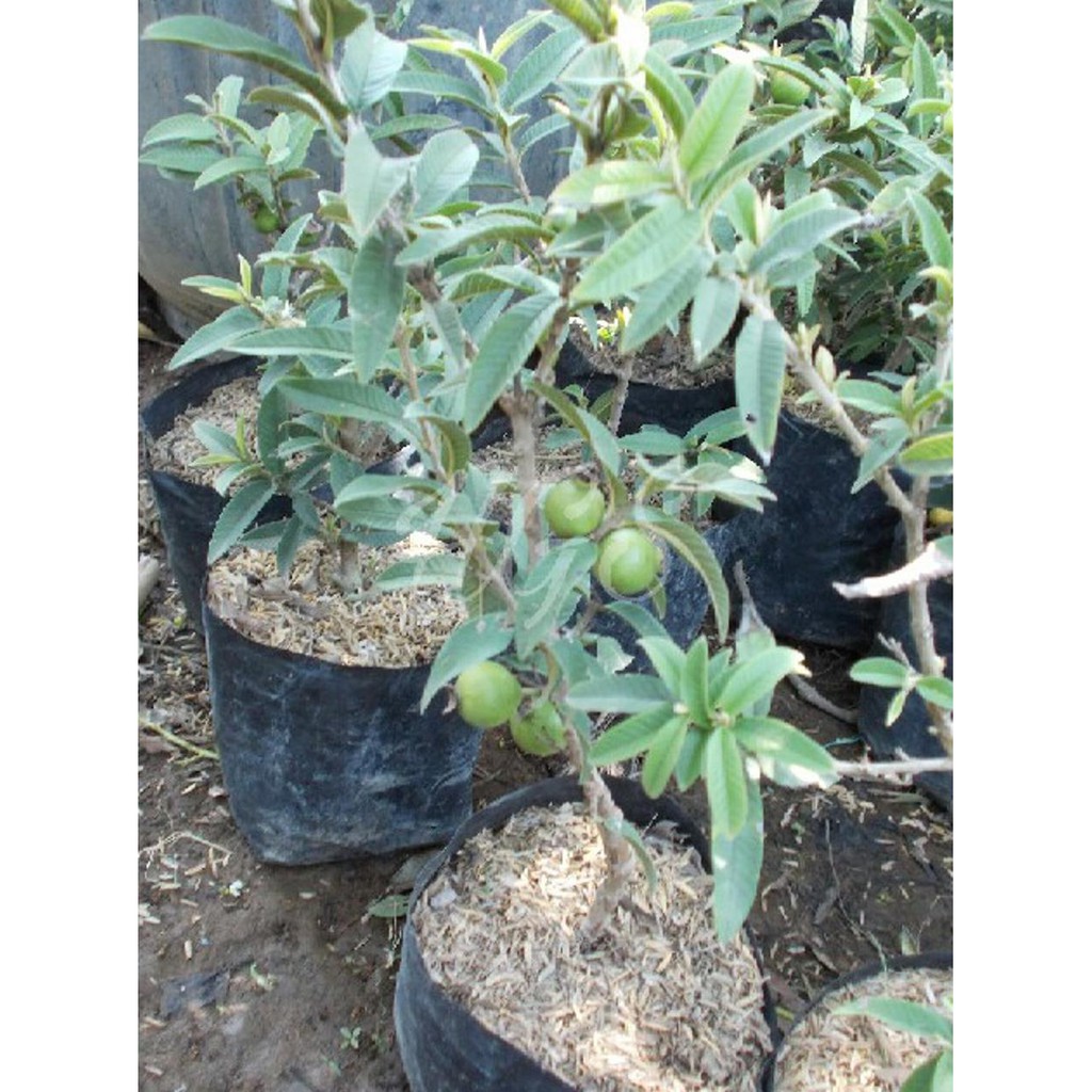 TANAMAN HIDUP! BIBIT TANAMAN BONSAI BUAH JAMBU ALAS *_$