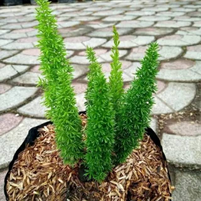 Tanaman Hias Cemara Ekor Tupay Pohon Cemara Shopee Indonesia Tanaman Hias Cemara Ekor Tupay Pohon Cemara Shopee Indonesia