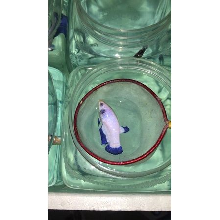 

2 EKOR FEMALE BLUERIM