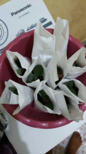 Pot Anggrek Keranjang - Ukuran 10cm