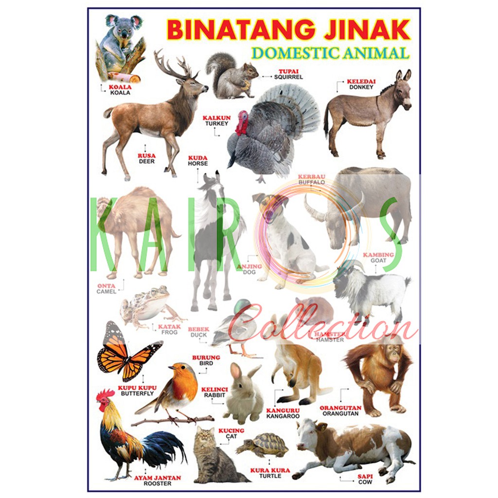 Gambar Binatang Jinak Guru Paud