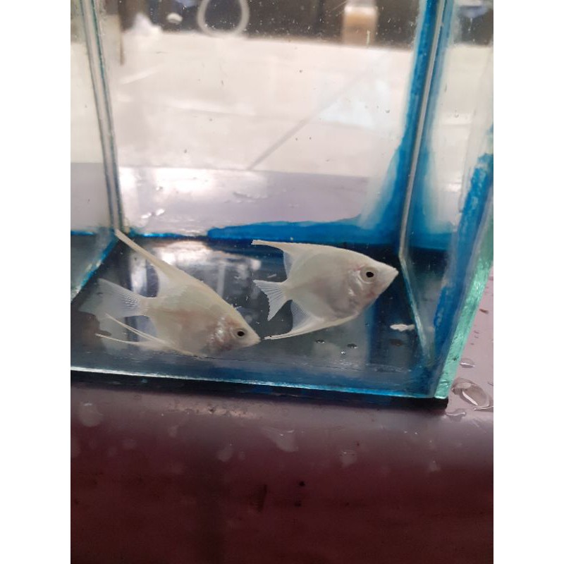 ikan manfish platinum