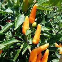 Benih Bibit Biji - Cabai Orange Wonder (Hot) Pepper Cabe Orange Seeds