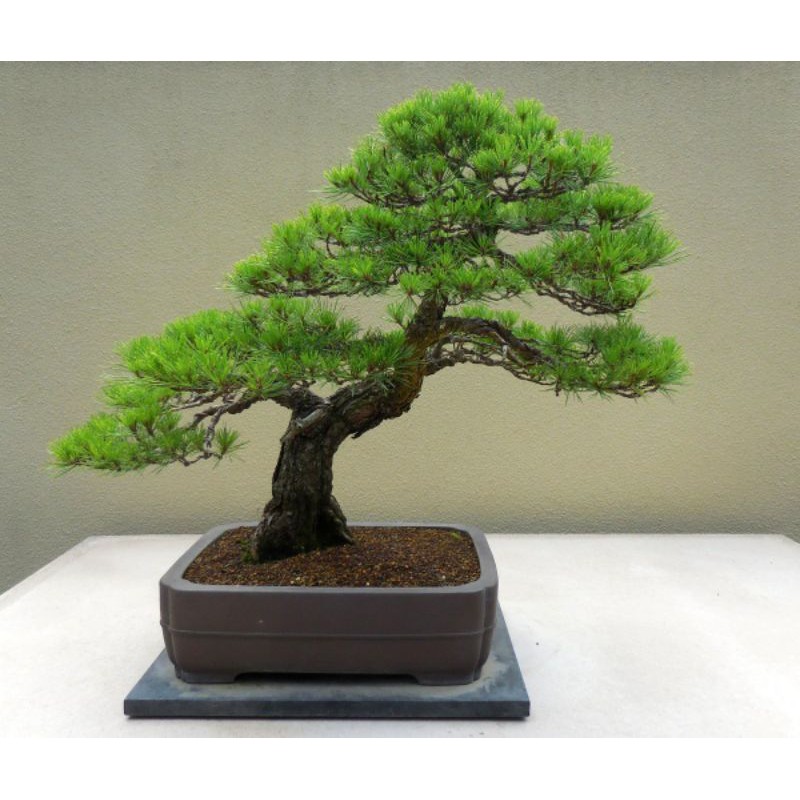 Biji Benih Japanese Red Pine/ Pinus Densiflora/ Akamatsu