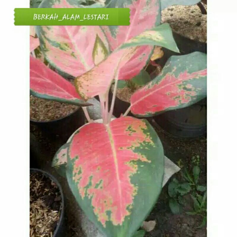 TANAMAN HIAS AGLOENEMA  (KOCHIN PARAMUAY)