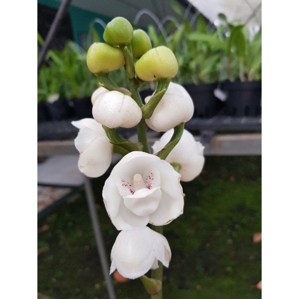 Anggrek Species Peristeria Elata