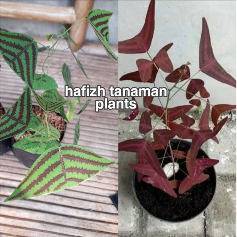 Promo Murah Paket 2 Tanaman Hias Oxalis Batik Kupu Kupu Hijau dan Merah Tanaman Hidup-,Bunga Hidup M
