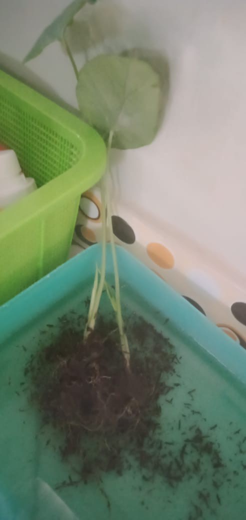 Alocasia Clypeolata Green Shield Tengkorak