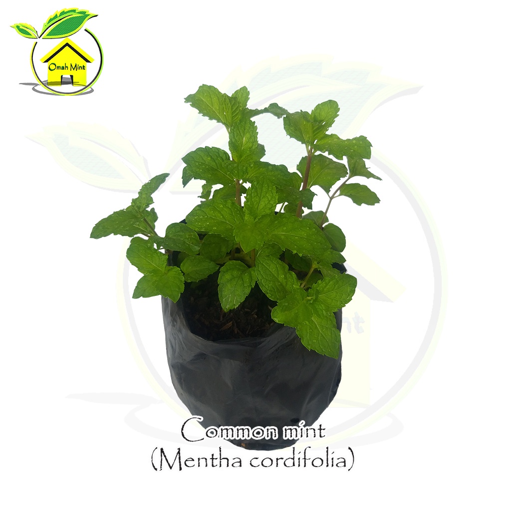 Bibit Tanaman Mint / Tanaman Daun Mint Commont Mint / Bibit Daun Mint / Pohon mint / DAUN MIN