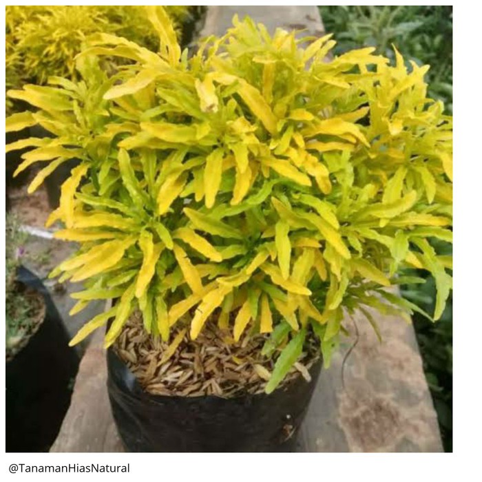 TANAMAN HIAS BROKOLI KUNING / POHON HIAS BROKOLI KUNING / BROKOLI KUNING