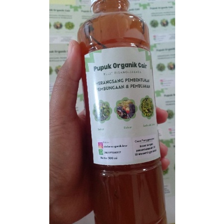 Pupuk Organik Cair Kulit Pisang (Pembuahan)
