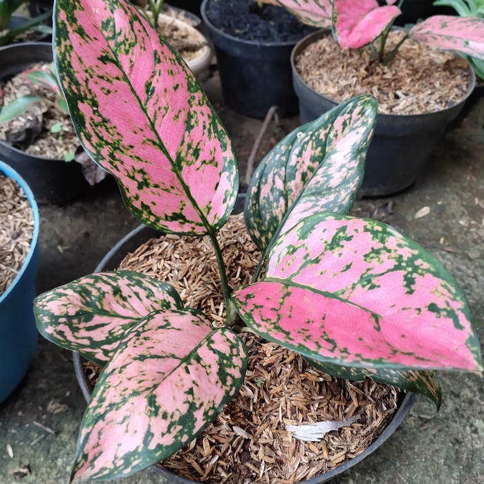 PROMO Tanaman Hias Aglonema Lady Valentine (Remaja)