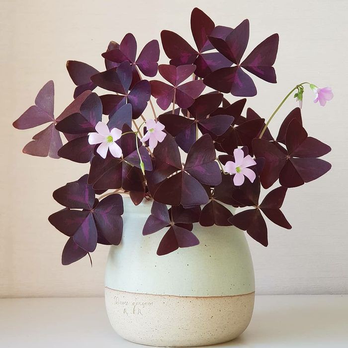 Bibit Tanaman Hias Bunga Kupu-Kupu | Love Plant Purple Shamrock