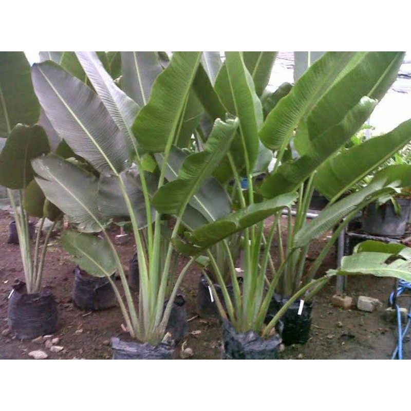 Jual tanaman pisang pisangan  - pohon pisang hias