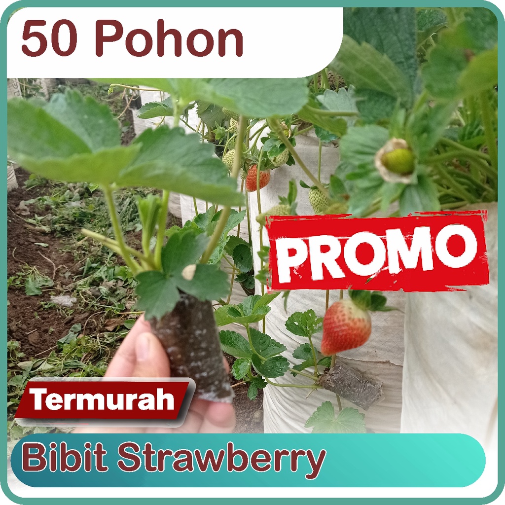 50 Pohon Bibit Strawberry California