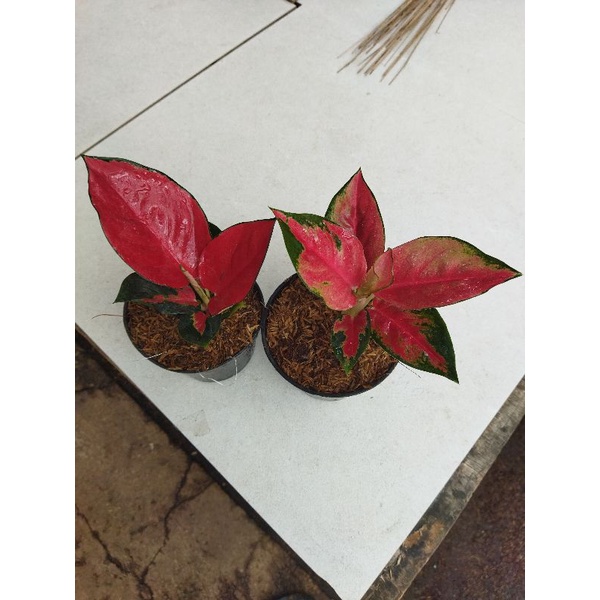 Agloenma suksom jaipong dewasa