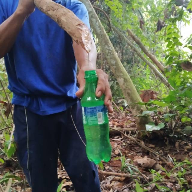 

Akar Bajakah 500.000/KG