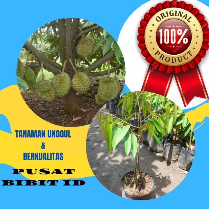 Paket 2 Bibit Durian Musaking Unggul kaki 3/Stek/Sambung Pucuk