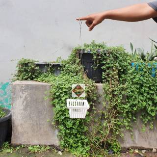 pot bunga anggrek vanda kotak putih 14cm kawat gantungan pot bunga anggrek vanda kotak putih 14cm kawat gantungan