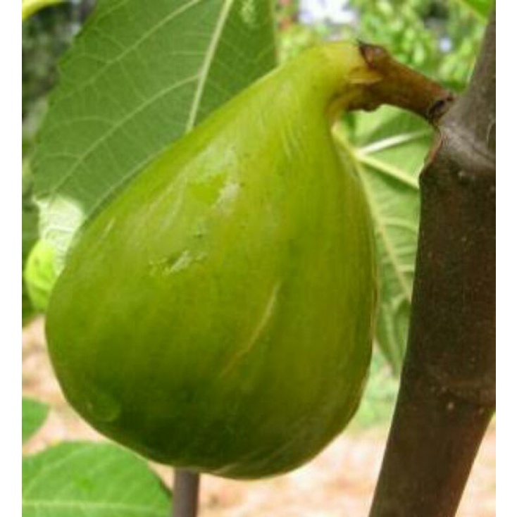bibit buah tin kuning langka jenis GAYET bibit tin fresh cangkok