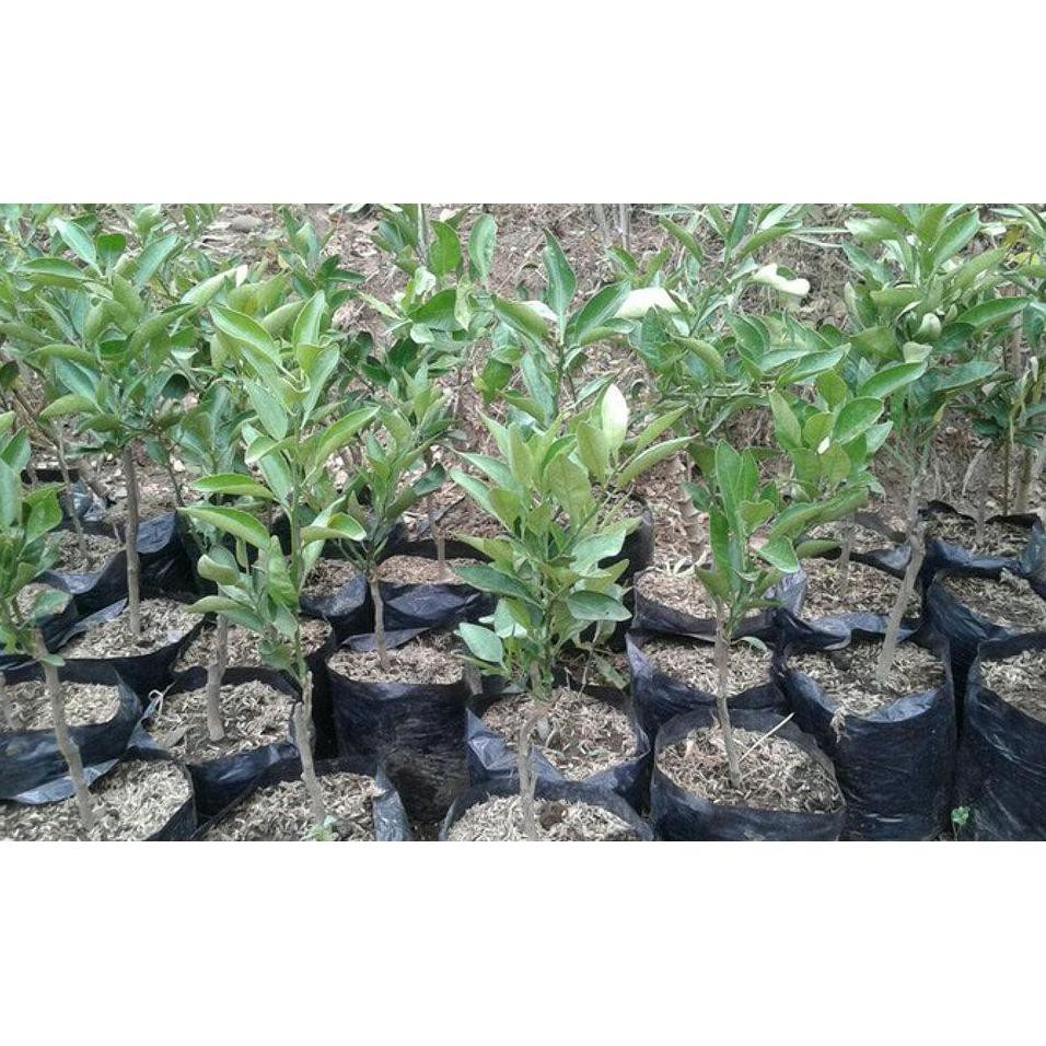 #As_ Bibit Buah Jeruk Dekopon Jepang @*