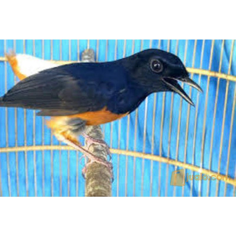 BURUNG MURAI MEDAN BONDOL MENTAL JUARA