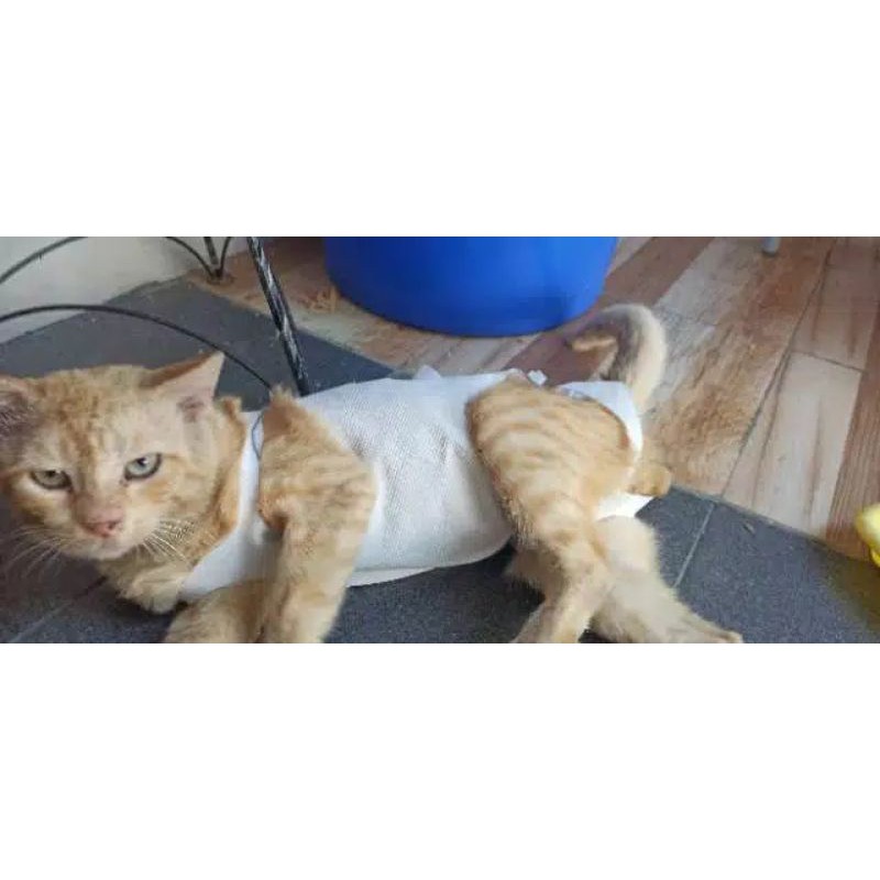 GURITA GRITA BAJU KUCING PASCA OPERASI