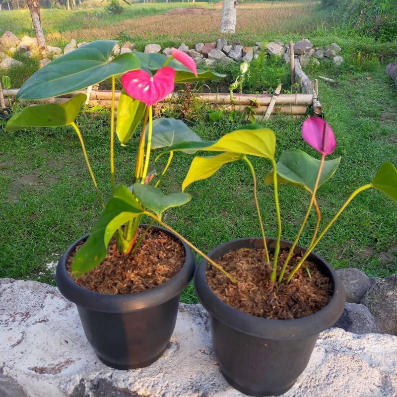 Tanaman hias anthurium mickey mouse pink / anthurium mickey mouse bunga pink / anthurium flaminggo b