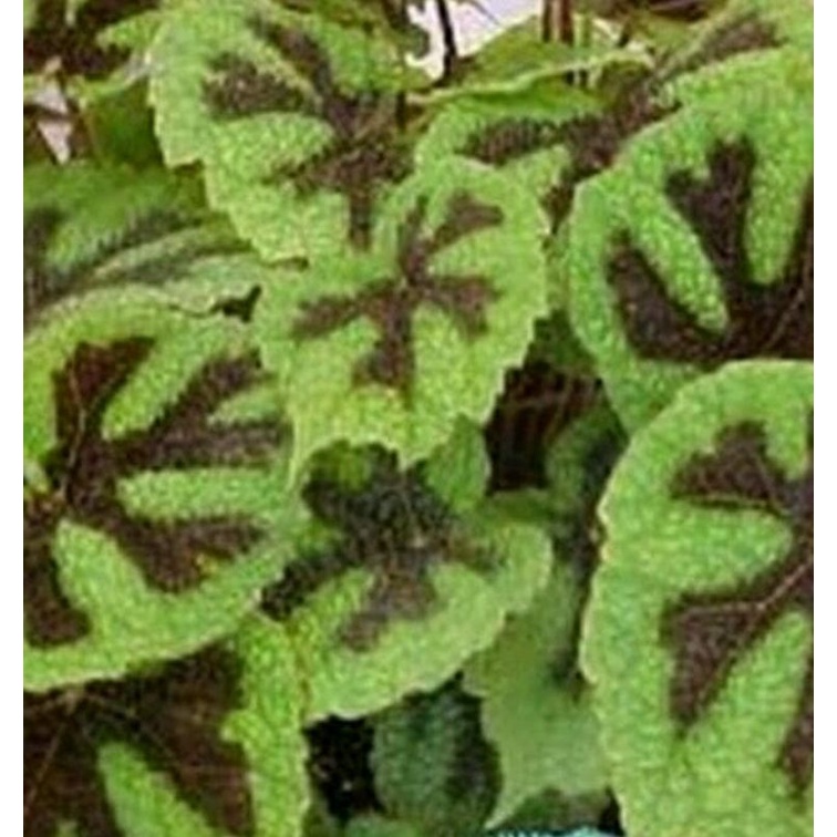 begonia iron cross