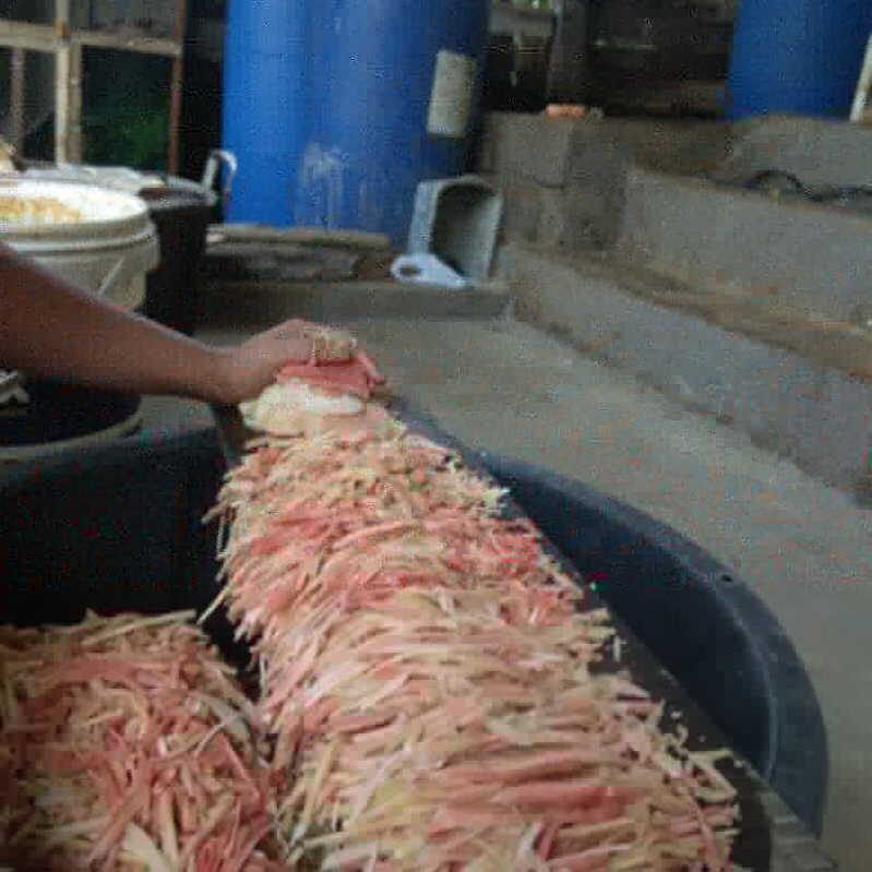 

REBUNG BAMBU RAJANG