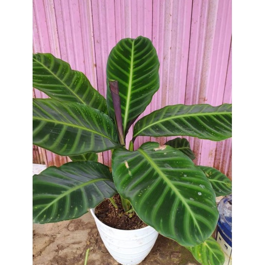 tanaman hias bunga calathea kipas dewa / calathea zebrina / calathea pisang kosiamart