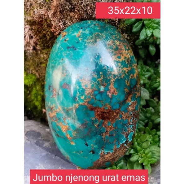 Pirus persia urat emas jumbo njenong