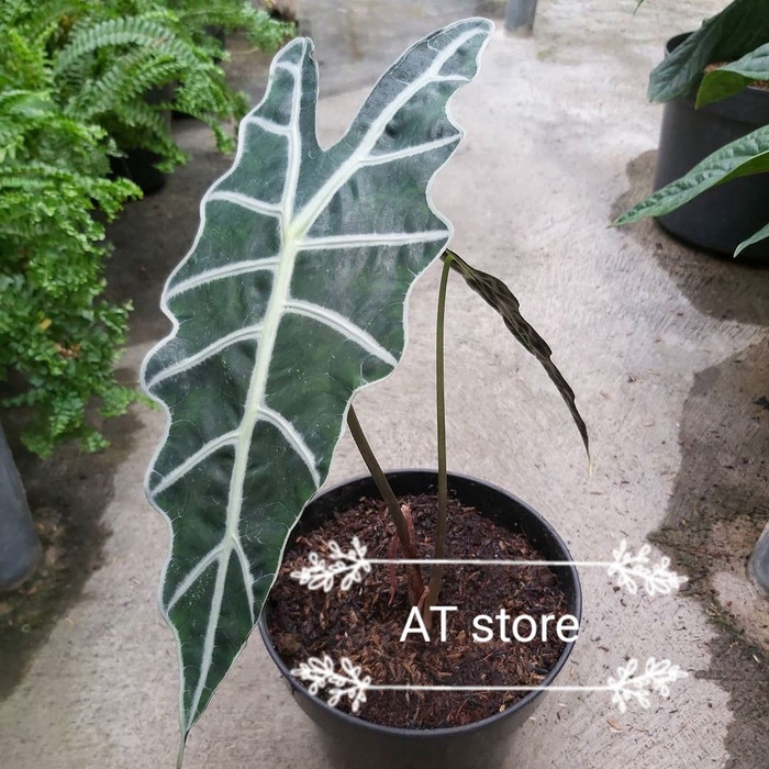 tanaman hias alocasia amazonica - keladi amazonica