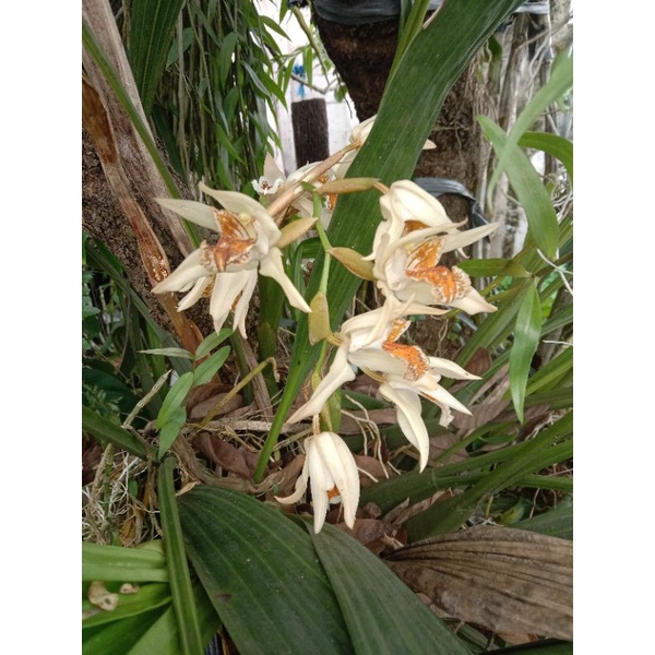 Anggrek coelogyne celogen asperata DEWASA (pascabunga)