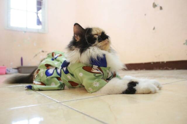 Dress hanbok kupu-kupu hijau lucu untuk kucing dan anjing size S M L XL