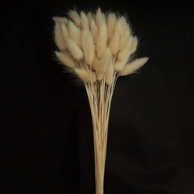 Dried Flowers / Bunga Kering Lagurus / Bunny Tail