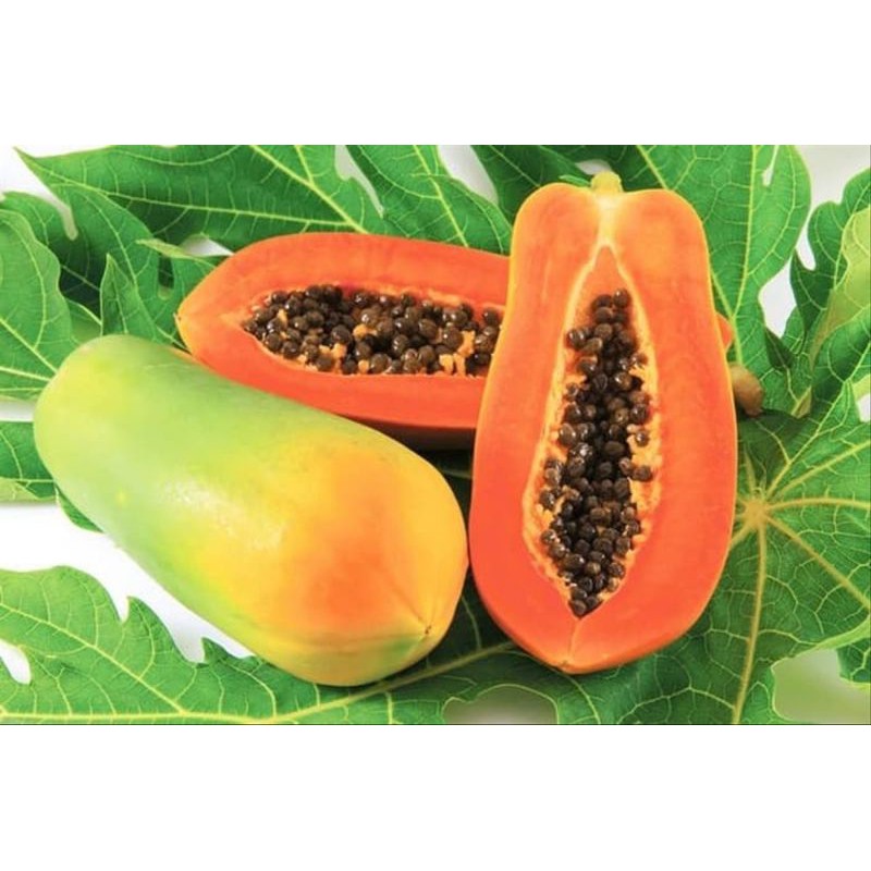 bibit pepaya california bibit pepaya calina