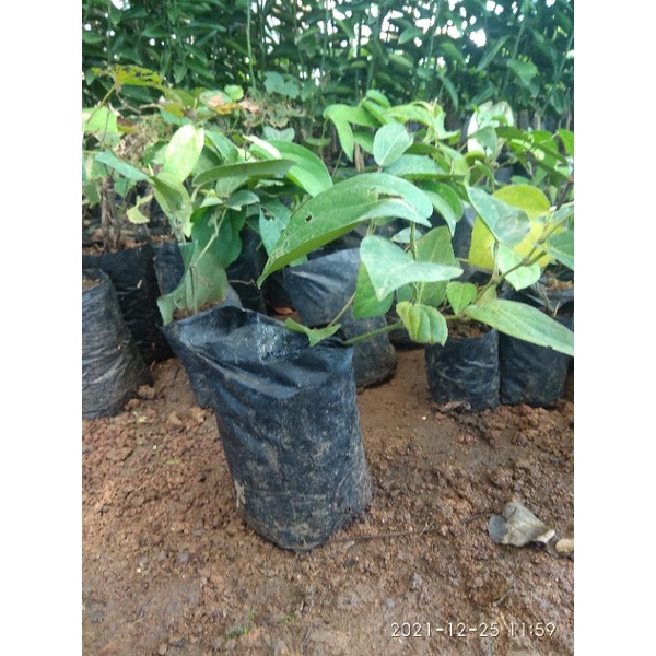 Bibit Cabe Jawa // Cabe Puyang