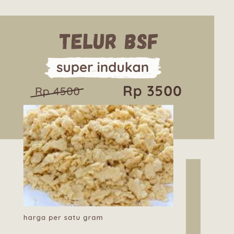 telur Magot maggot bsf super indukan