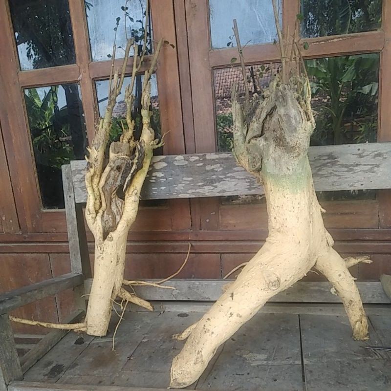 bahan bonsai taman, serut berkarakter