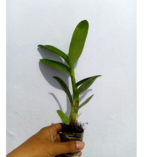 Wow Murah Meriah.. Dendrobium capung jawa