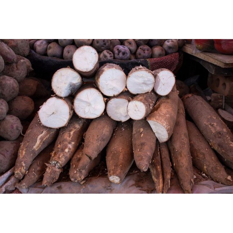 

singkong keju pulen mentah/kg