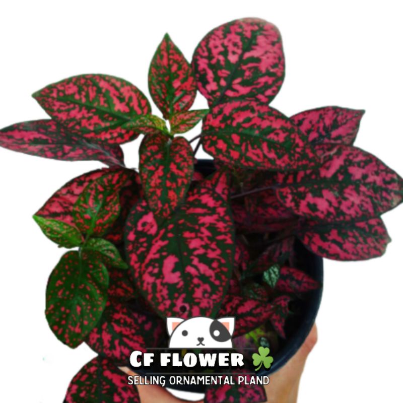TANAMAN HIAS HYPOESTES MERAH