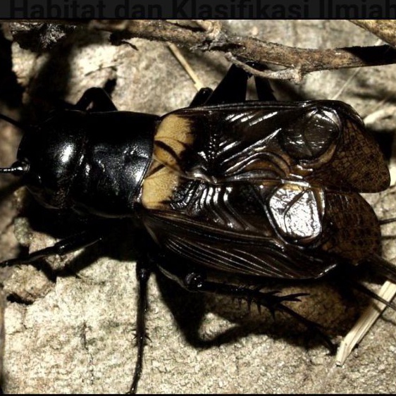 Jangkri Ngerik Jliteng Pengusir Tikus/ Jangkrik Genggong Aduan