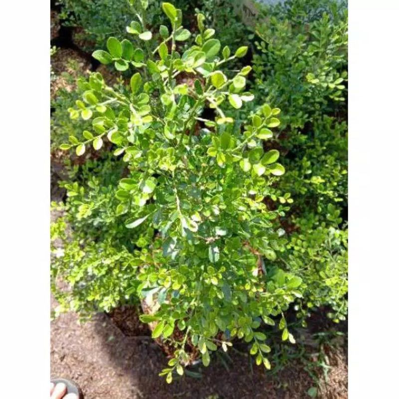 bahan bonsai kemuning micro - kemuning mikro