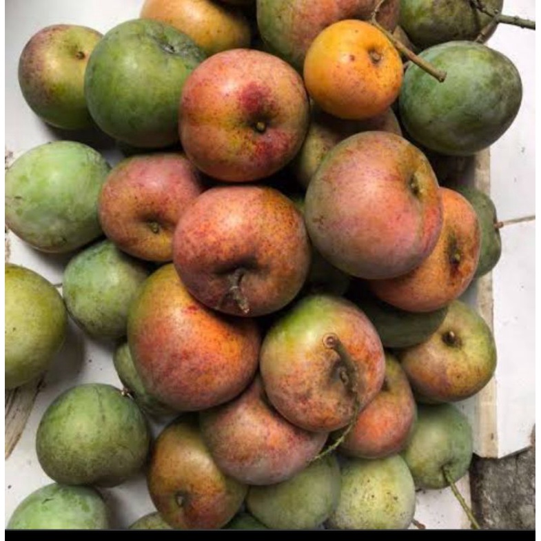 

MANGGA RUJAK APEL