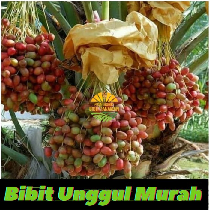 Bibit kurma merah kurma ajwa terbukti berbuah di indonesia